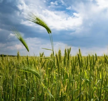 pexels blooddrainer 221016